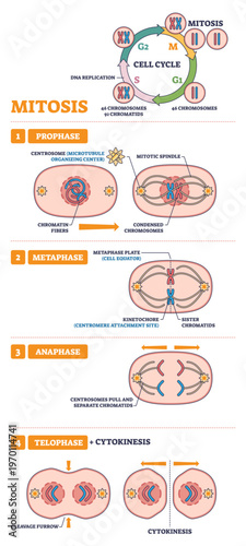 Mitosis USMLE outline shows prophase to telophase, highlighting chromosomes, spindle fibers, and centrosomes for study, transparent background.