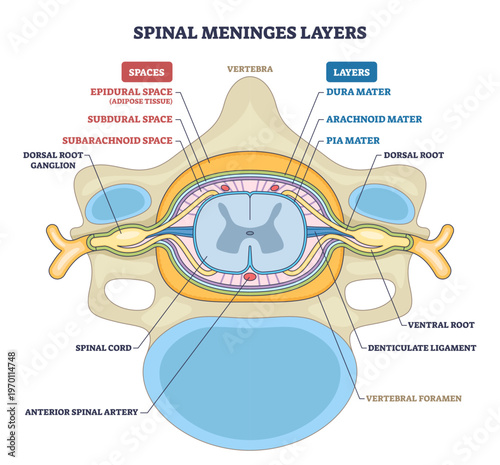 Spinal meninges layers cross-section shows protective coverings of the spinal cord dura, arachnoid, and pia plus spaces and vertebra context, transparent background.