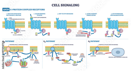 Cell signaling GPCR pathways show 7 TM receptor, G G protein, and plasma membrane guiding Gq, Gs, Gi activation from ligand to second messengers for exam prep, transparent background.