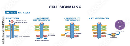 Cell signaling JAK-STAT pathway shows ligand-activated cytokine receptor triggering JAK phosphorylation and STAT dimer to nucleus, key, receptor, JAK kinase, STAT dimer, transparent background.