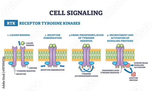 Cell signaling RTK pathway shows ligand binding, receptor dimerization, and tyrosine autophosphorylation leading to adaptor protein activation, receptor, ligand, membrane, transparent background.