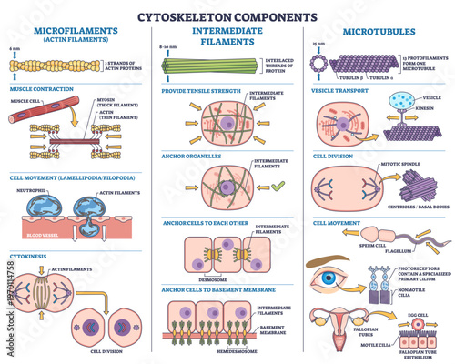 Cytoskeleton components USMLE, microfilaments, intermediate filaments, and microtubules linked to cell movement, division, and transport with labeled icons, transparent background.