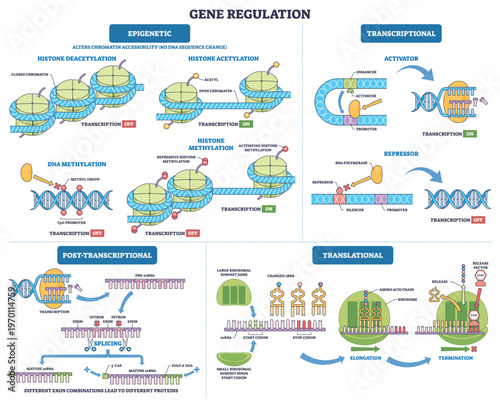 Gene regulation USMLE overview maps epigenetic, transcriptional, and translational control, key visuals, DNA double helix, nucleosome histones, ribosome guiding mRNA to protein.