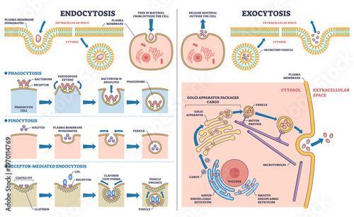 Endocytosis and exocytosis cell transport schematic showing vesicles, plasma membrane, and Golgi, contrasts uptake and secretion in a cell, transparent background.