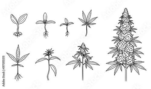 Cannabis and hemp plant growth vector set with full life cycle stages from sprout to bloom illustration