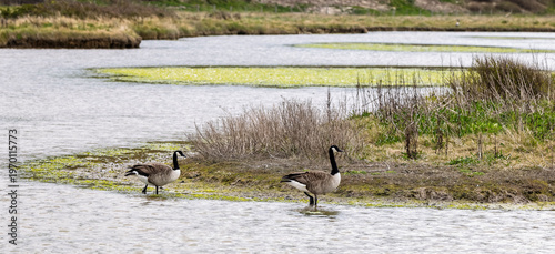Pair of Canada Geese in the water meadows at Cuckmere Haven, East Sussex, UK in March 2026