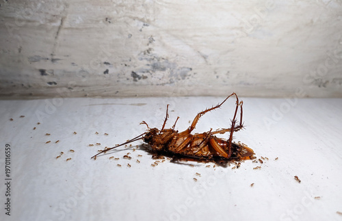 Upside Down Cockroach. Ants swarming a dead cockroach on the ground. Macro photography of nature's scavengers and pest decomposition process.