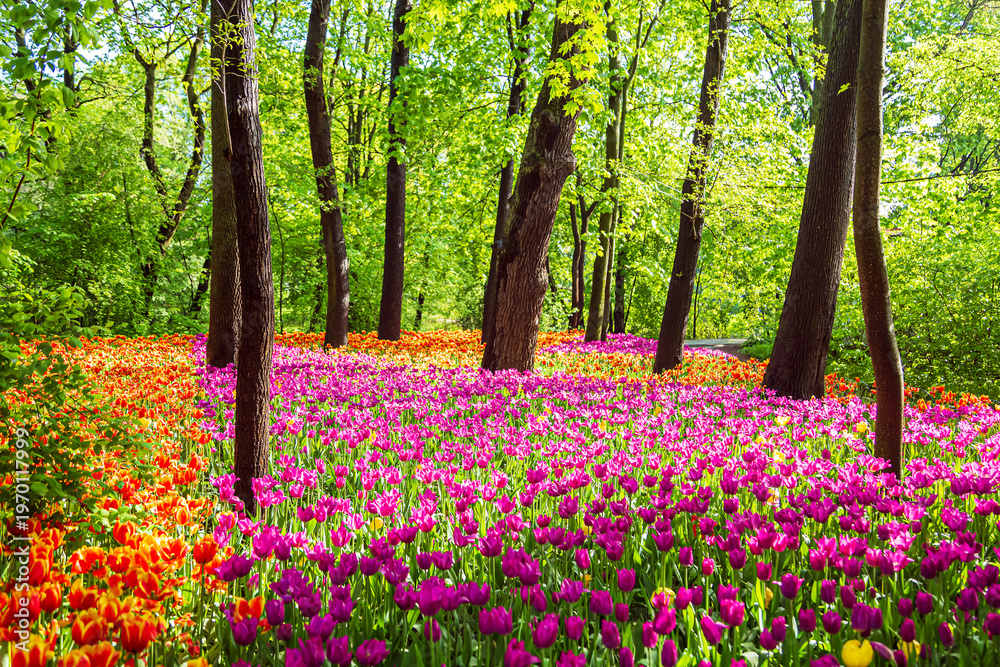Fototapeta premium Blooming colorful tulips in the park. Tulip festival.