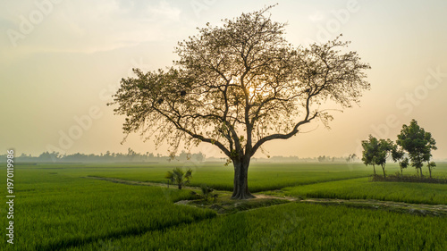 Canvas-taulu Scenic tranquil rural landscape presenting a solitary old tree silhouetted again