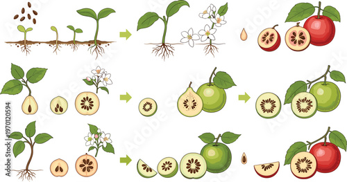 Fruit growth lifecycle set with plant stages flowering and ripening process, botanical agriculture vector illustration collection isolated on white background