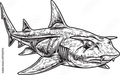 Intricate line drawing of a fierce-looking hammerhead shark in motion hand drawing illustration vector