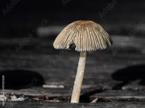 Pilz