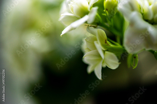 Delicate white flower petals captured in soft focus with dreamy bokeh and a calm natural background