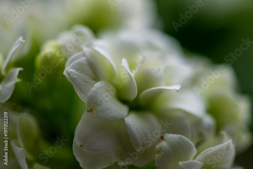 Delicate white flower petals captured in soft focus with dreamy bokeh and a calm natural background