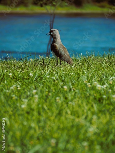 Tero