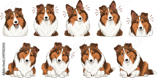Shetland Sheepdog Vector Set Showing Collie Dogs with Different Facial Expressions and Poses, Cute and Playful Emotions, Isolated on White Background for Pet, Animal, and Dog Lover Designs