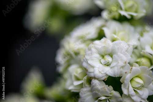 Delicate white flower petals captured in soft focus with dreamy bokeh and a calm natural background