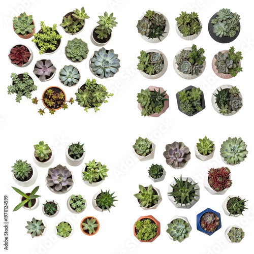 Collection of potted succulents arranged in groups
