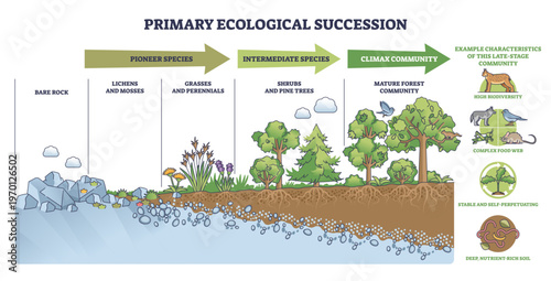 Primary ecological succession shown from bare rock to climax forest, highlighting soil development, transparent background.Key objects, rocks, lichens, trees.