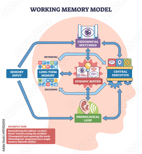 Working memory model concept, a brain flowchart linking sensory input, central executive, episodic buffer, and phonological loop, highlights control and integration, transparent background.
