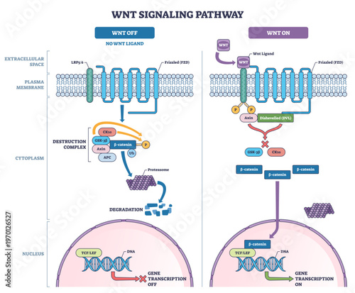 Wnt signaling pathway overview contrasts OFF vs ON, highlighting -catenin flow, Frizzled LRP receptors, and TCF-LEF gene transcription control, transparent background.