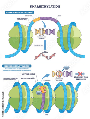 DNA methylation diagram showing how CpG sites gain CH3 by DNMT to condense chromatin and repress transcription, highlights DNA strand, methyl groups, and promoter states, transparent background.