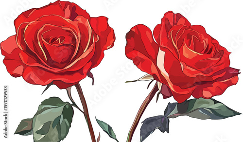 Single red rose flower with a green leaf and soft petals isolated on a white background, representing a beautiful blossom of love and romance for a Valentine gift or holiday celebration