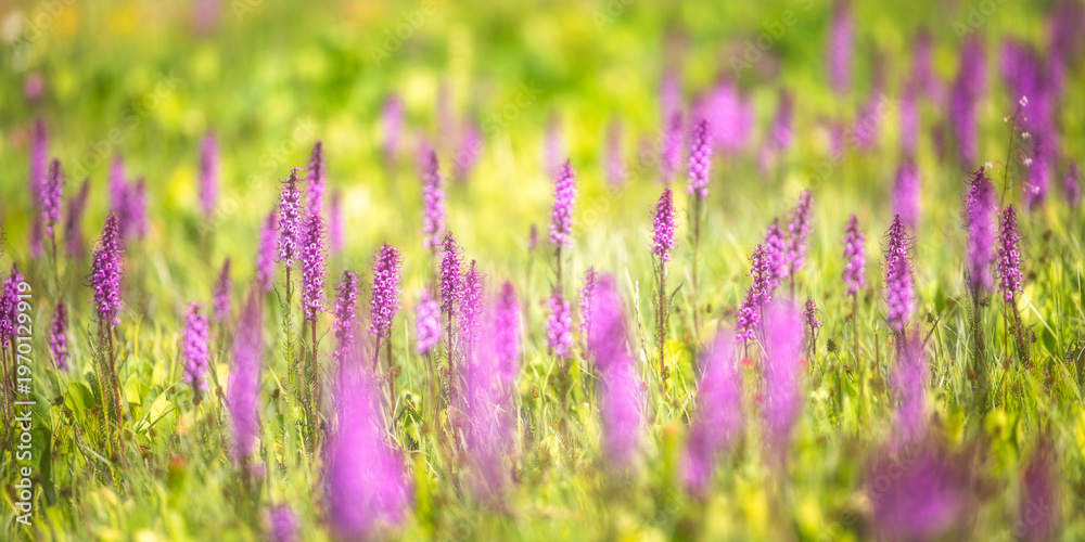 Fototapeta premium Elephant Head Wildflowers