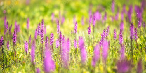 Elephant Head Wildflowers