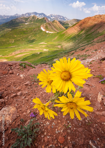 Wildflower Mountain View