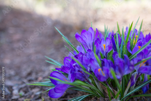 Close-up of a purple Crocus flowers isolated.