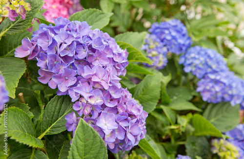 Beautiful blue hydrangea flowers in the garden