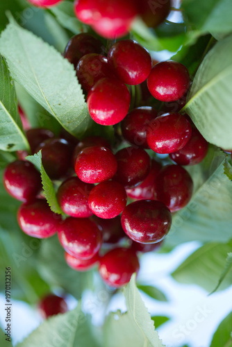 Close up on big Cherries hanging on a cherry tree branch.