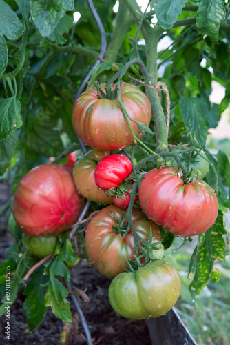 Large ripe and juicy beefsteak tomatoes in the home garden .