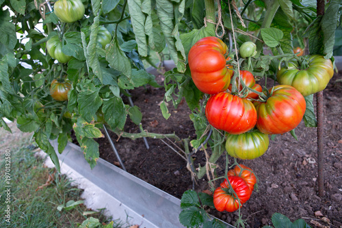 Large ripe and juicy beefsteak tomatoes in the home garden .