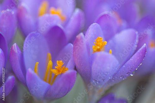 Blooming purple crocuses in close-up on a blurred background