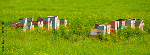 Tableau sur toile Beehive Boxes or Beehives Set in Green Field for Beekeeping or Bee Keeping to Po