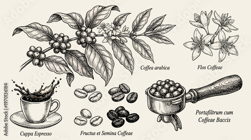 Vintage hand drawn botanical sketch of coffee branch with berries flowers portafilter and splashing espresso cup, concept for organic cafe menu, artisan branding and beverage packaging