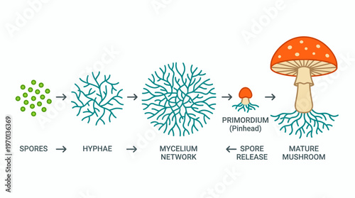 Infographic diagram showing the mushroom life cycle stages from spores and hyphae to mature fungus and spore release, concept for biology education, scientific research and mycological study