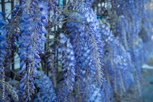 Close-up of beautiful blooming wisteria flowers against a soft, blurred background. The image highlights the delicate purple petals and the elegant cascading structure of the blossoms