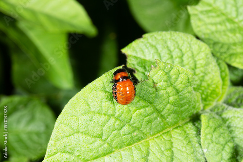 Colorado potato beetle larva eats leaves on potato bushes, causing visible crop damage