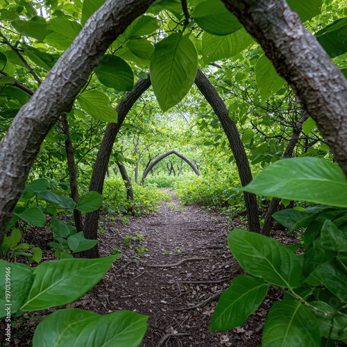 Forest path with arching tree canopy and green leaf tunnel in hidden grove, natural woodland scene