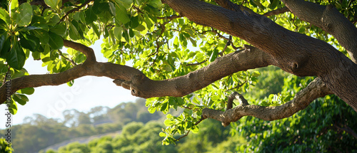 Forest grove green leaf tree branch canopy sunlight nature landscape copy space lush foliage serene forest scene with green leaf canopy and bright