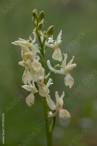 Provence orchid Orchis provincialis in bloom white flower with red spots and green natural background vertical springtime April Greece.