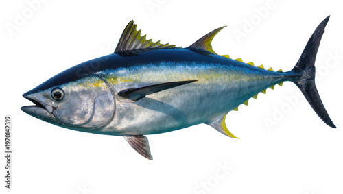 Εκτύπωση καμβά Vivid yellowfin tuna swimming, displaying sleek silver scales and dark blue dors