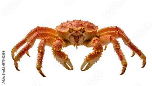 Fotografie Vibrant orange king crab displaying textured shell sharp claws, and segmented le