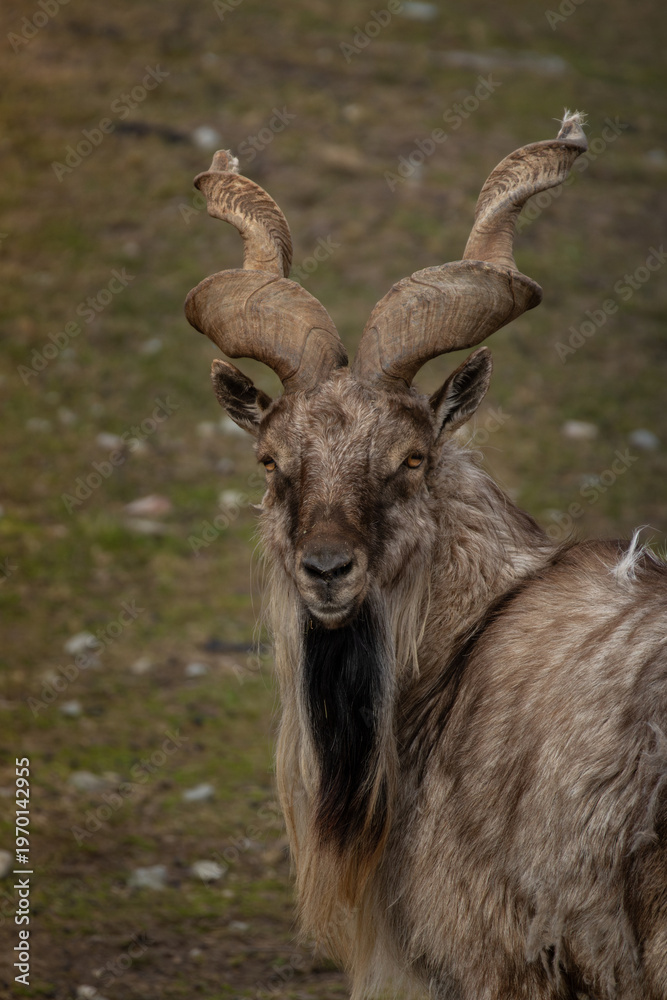 Obraz premium Male Turkmenian markhor Capra falconeri heptneri.