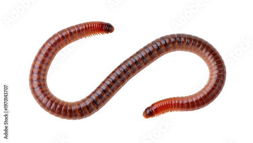 Konstfotografi Curled dark brown earthworm displaying segmented body, resting on a plain surfac