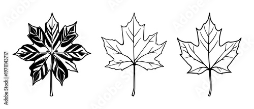 Maple leaf set with stylized autumnal icon design featuring maple leaf, fall season, iconography with red color and leaf pattern