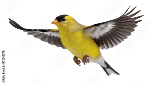 Foto Yellow American Goldfinch soaring, displaying black cap and outstretched gray wi